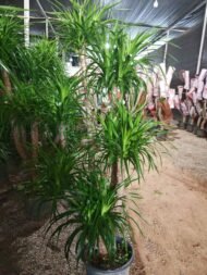 Premium Multi‑Tiered Dracaena Cochinchinensis Bonsai - Image 3