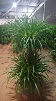Premium Multi‑Tiered Dracaena Cochinchinensis Bonsai - Image 2