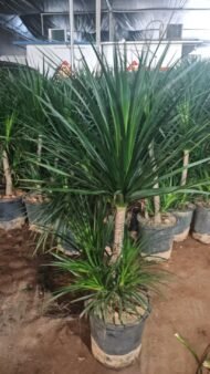 Premium Multi‑Tiered Dracaena Cochinchinensis Bonsai - Image 4