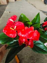 Premium Braided‑Trunk Pachira Aquatica Bonsai - Image 4