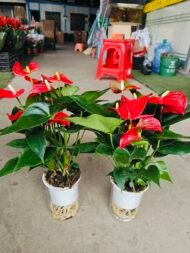 Premium Braided‑Trunk Pachira Aquatica Bonsai - Image 3