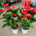 Premium Braided‑Trunk Pachira Aquatica Bonsai