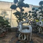 Premium Sculpted Ficus