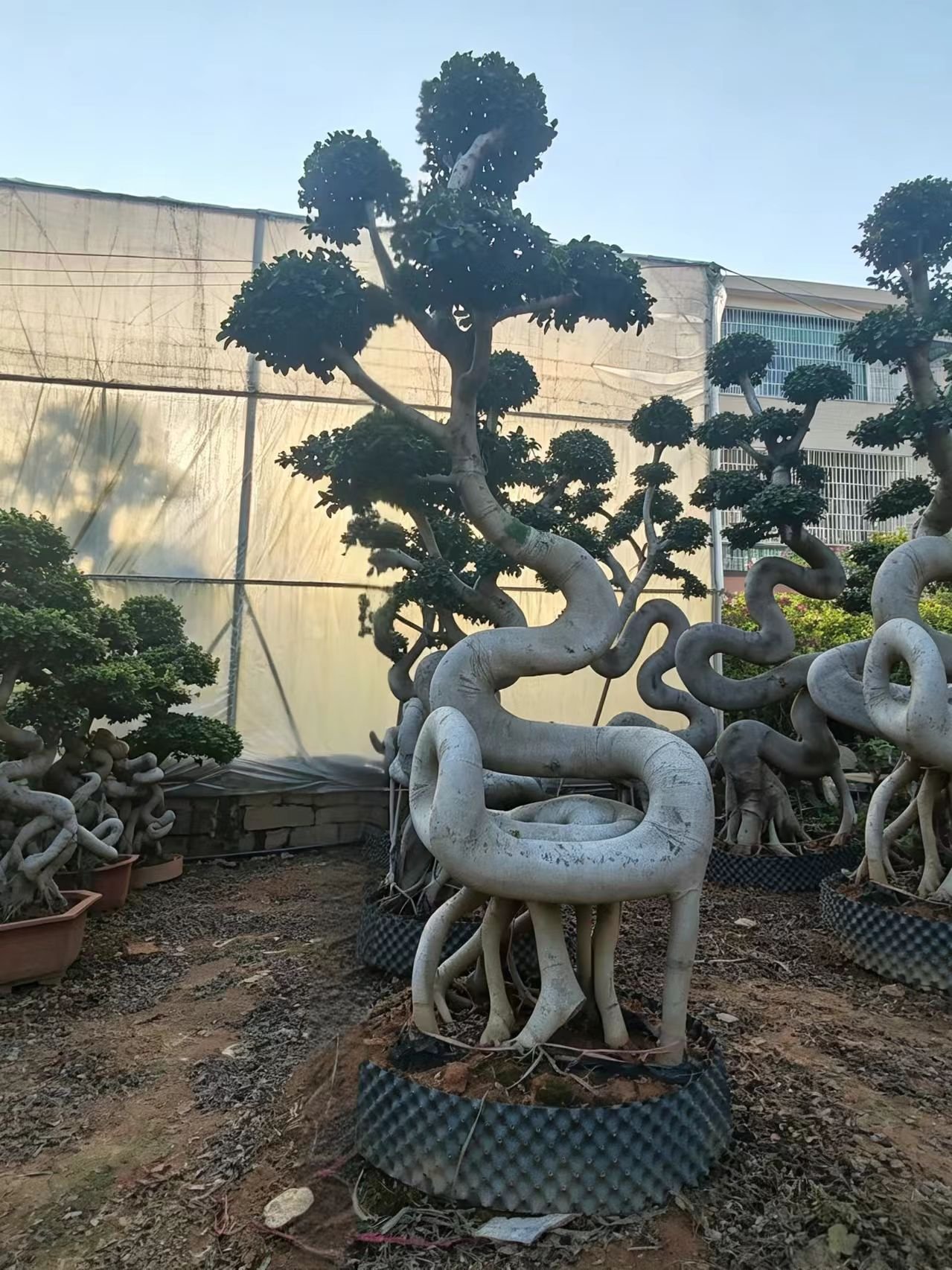 微信图片_20260821095945_18_30 Premium Sculpted Ficus - Image 1