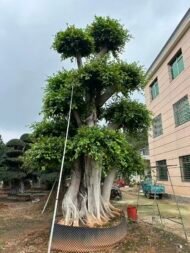 Large‑Sized Sculpted Ficus ‑Forest‑Style