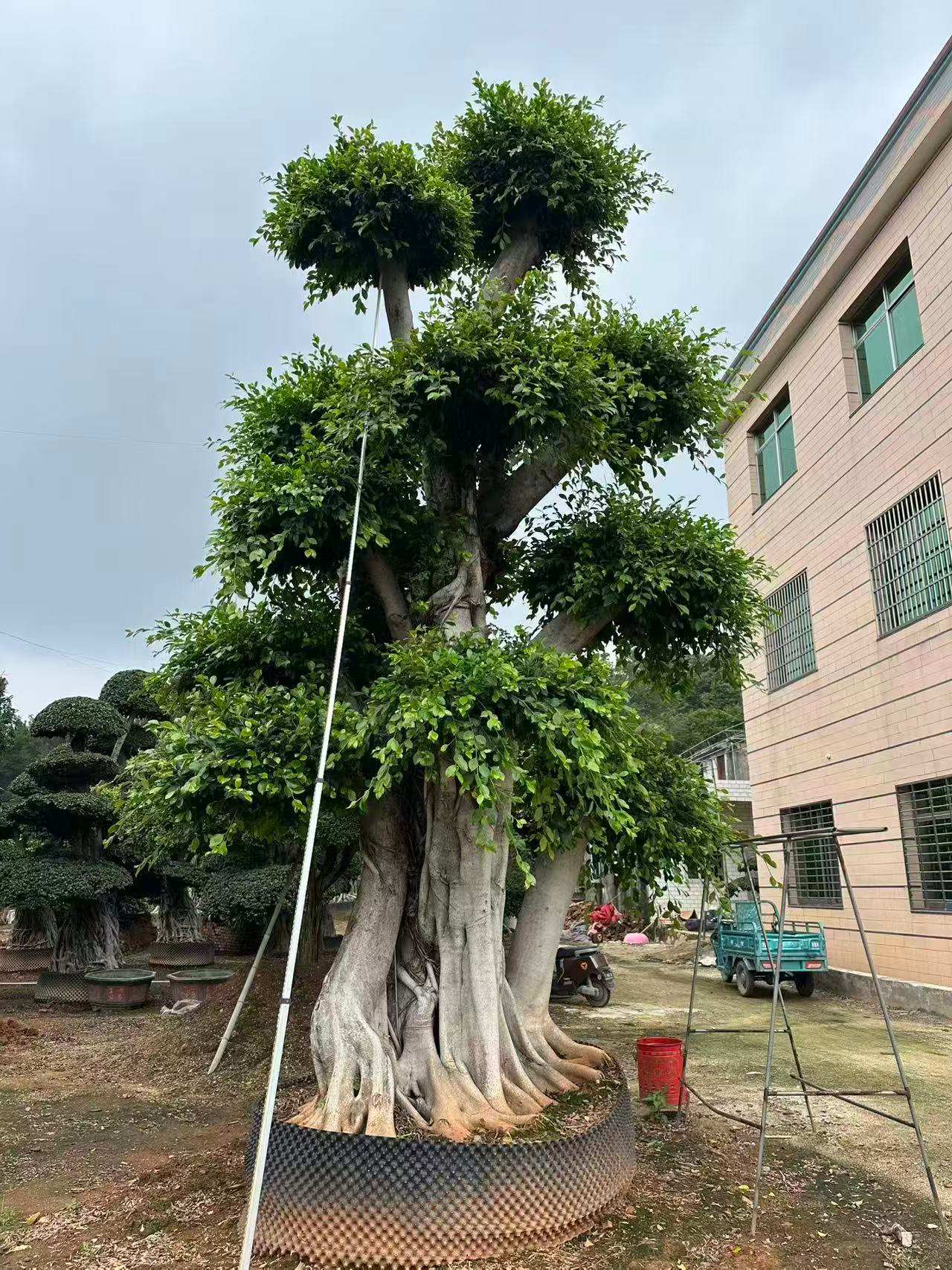 微信图片_20260821103013_21_30 Large‑Sized Sculpted Ficus ‑Forest‑Style - Image 1
