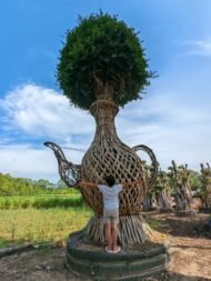 Premium High‑End Sculpted Ficus ‑ Wine‑Pot Shape - Image 3