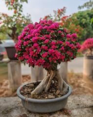 Premium Mature‑Trunk Bougainvillea Bonsai - Image 2
