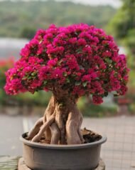 Premium Mature‑Trunk Bougainvillea Bonsai - Image 4