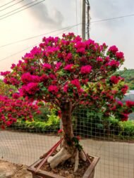 Premium Mature‑Trunk Bougainvillea Bonsai - Image 3