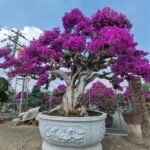 High‑End Premium Mature‑Trunk Sculpted Bougainvillea Bonsai