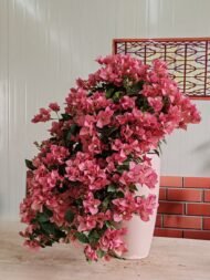 Premium Bougainvillea Bonsai‑Waterfall / Cascade Flower Style