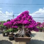 High‑End Mature‑Trunk Purple‑Bract Bougainvillea Bonsai