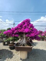 High‑End Mature‑Trunk Purple‑Bract Bougainvillea Bonsai