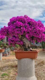 High‑End Mature‑Trunk Purple‑Bract Bougainvillea Bonsai - Image 3