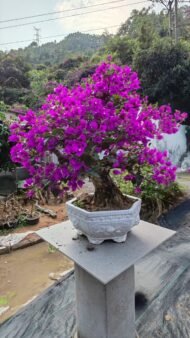 High‑End Mature‑Trunk Purple‑Bract Bougainvillea Bonsai - Image 2