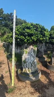 Premium Sculpted Ficus ‑ Nan’an Root Style - Image 3
