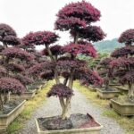 Premium Mature‑Trunk Loropetalum Chinense Bonsai