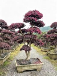Premium Mature‑Trunk Loropetalum Chinense Bonsai