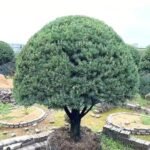 Premium Sculpted Podocarpus Bonsai‑Umbrella Shape