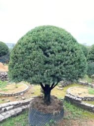 Premium Sculpted Podocarpus Bonsai‑Umbrella Shape
