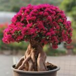 Premium Mature‑Trunk Bougainvillea Bonsai