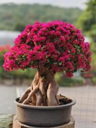 Premium Mature‑Trunk Bougainvillea Bonsai