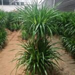 Premium Multi‑Tiered Dracaena Cochinchinensis Bonsai