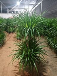Premium Multi‑Tiered Dracaena Cochinchinensis Bonsai