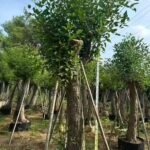 Premium Erythrina Crista‑Galli
