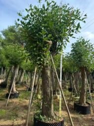 Premium Erythrina Crista‑Galli