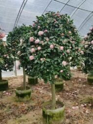 Premium Single‑Trunk Camellia Japonica with Round Canopy