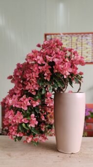 Premium Bougainvillea Bonsai‑Waterfall / Cascade Flower Style – Image 2