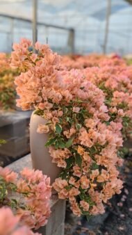 Premium Bougainvillea Bonsai‑Waterfall / Cascade Flower Style – Image 3