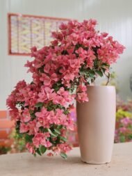 Premium Bougainvillea Bonsai‑Waterfall / Cascade Flower Style – Image 4