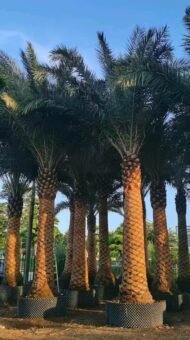 High‑End Premium Phoenix Dactylifera (Date Palm) - Image 3