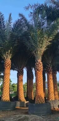 High‑End Premium Phoenix Dactylifera (Date Palm) - Image 4