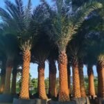 High‑End Premium Phoenix Dactylifera (Date Palm)