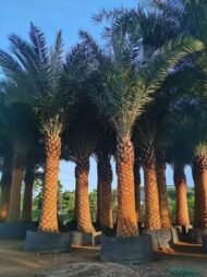 High‑End Premium Phoenix Dactylifera (Date Palm)