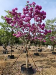 Premium Handroanthus Impetiginosus (Purple‑Pink Trumpet Tree) - Image 3