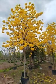 Premium Handroanthus Chrysanthus (Golden Trumpet Tree) - Image 2