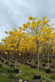 Premium Handroanthus Chrysanthus (Golden Trumpet Tree) - Image 3