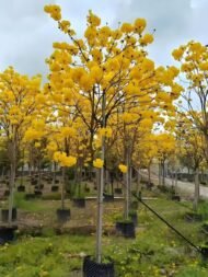 Premium Handroanthus Chrysanthus (Golden Trumpet Tree)