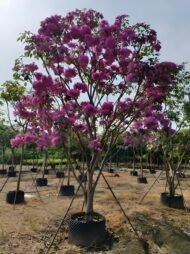 Premium Handroanthus Impetiginosus (Purple‑Pink Trumpet Tree) - Image 4
