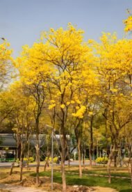Premium Handroanthus Chrysanthus (Golden Trumpet Tree) - Image 4