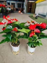 Premium Hydroponic Anthurium Andraeanum (Flamingo Flower) — изображение 3
